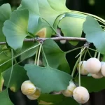 Ginkgo Biloba